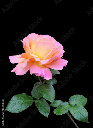 A lush pink-yellow rose with leaves and stem. isolated on black background, macro photo, vertical orientation.