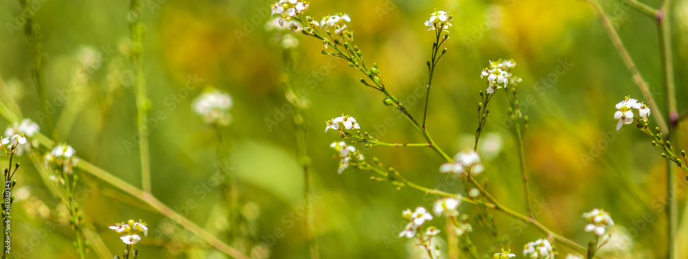 beautiful tiny white flowers on the green background beautiful tiny white flowers on the green background
