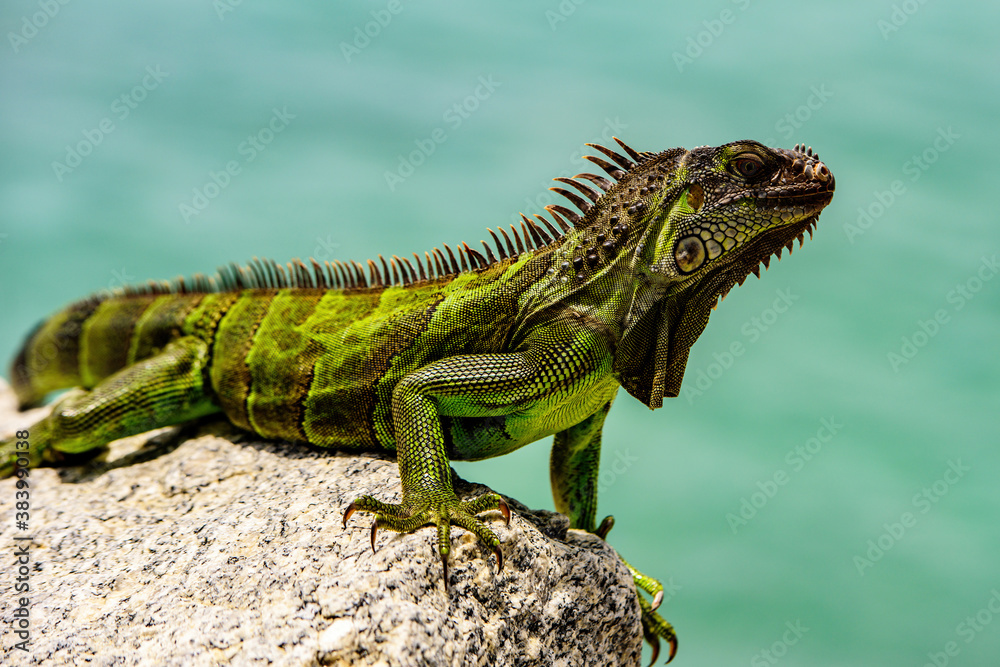 Obraz premium lizard of the genus Iguana native to Central, South America.