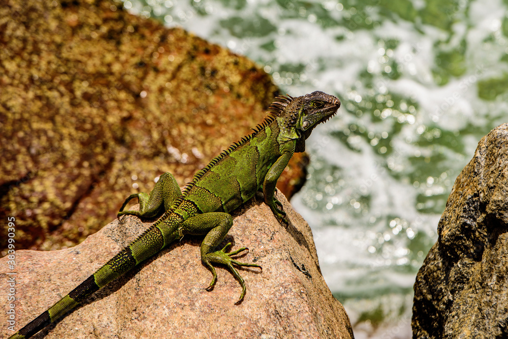 Wildlife reptile in Florida. Green lizards iguana. Wildlife reptile in Florida. Green lizards iguana.