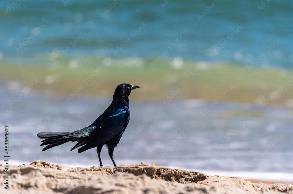 Obraz premium Boat Tailed Grackle Gazing at Sea