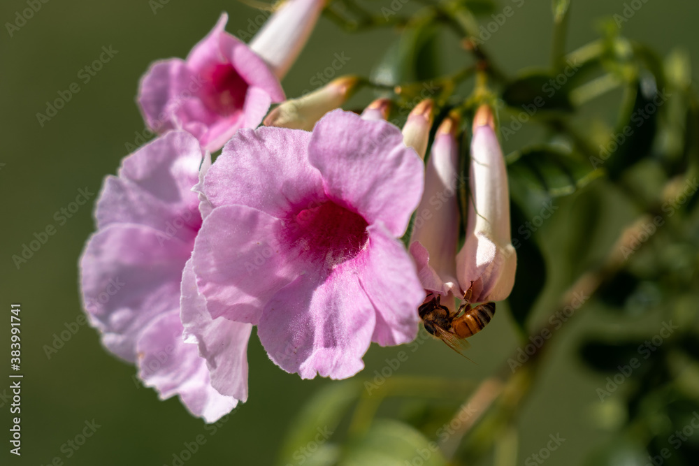 Fototapeta premium Bower plant flower with a bee green background