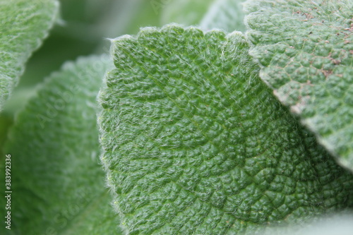 The Texture of Leaves