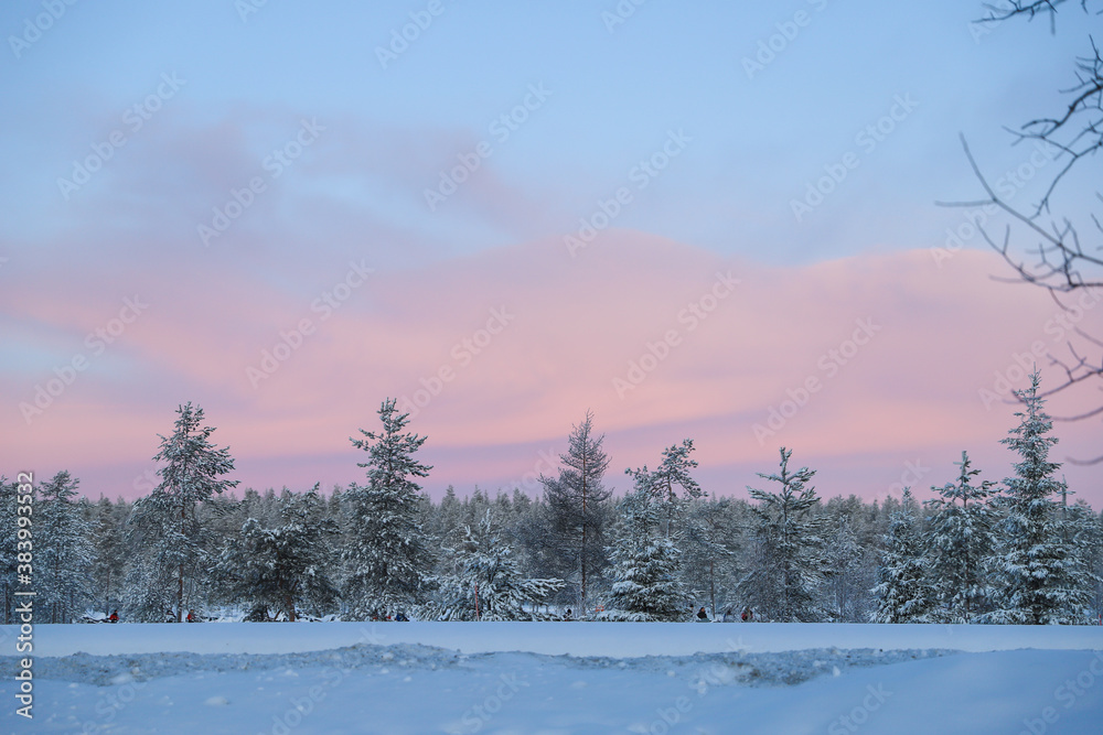 Spruces and other trees along the road in pink sunrise in winter Spruces and other trees along the road in pink sunrise in winter