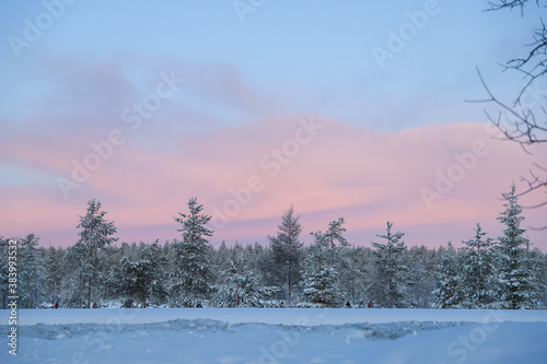 Spruces and other trees along the road in pink sunrise in winter © kobolia
