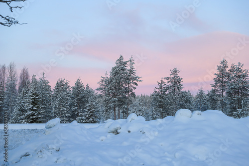 Spruces and other trees along the road in pink sunrise in winter