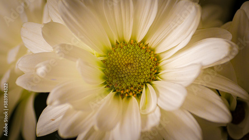 White Daisy