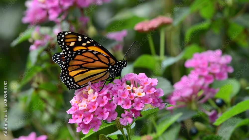HD video of a brand new monarch butterfly on pink and yellow lantana flowers, then flies away.
HD video of a brand new monarch butterfly on pink and yellow lantana flowers, then flies away.