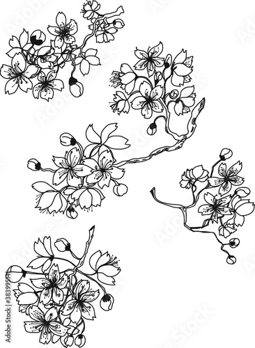 Hand drawn sakura flower or Japanese cherry blossom vector.Plum flower vector set.Peach blossom isolate on white backgroud