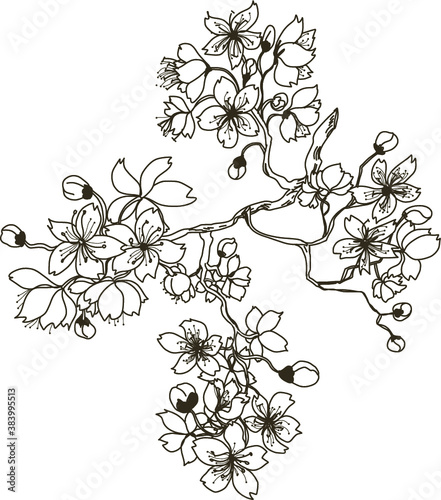 Hand drawn sakura flower or Japanese cherry blossom vector.Plum flower vector set.Peach blossom isolate on white backgroud
