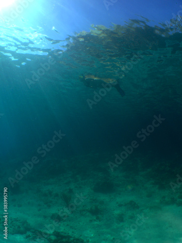 snorkel in the caribbean sea Curacao © gustavo