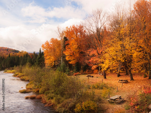 Fall foliage