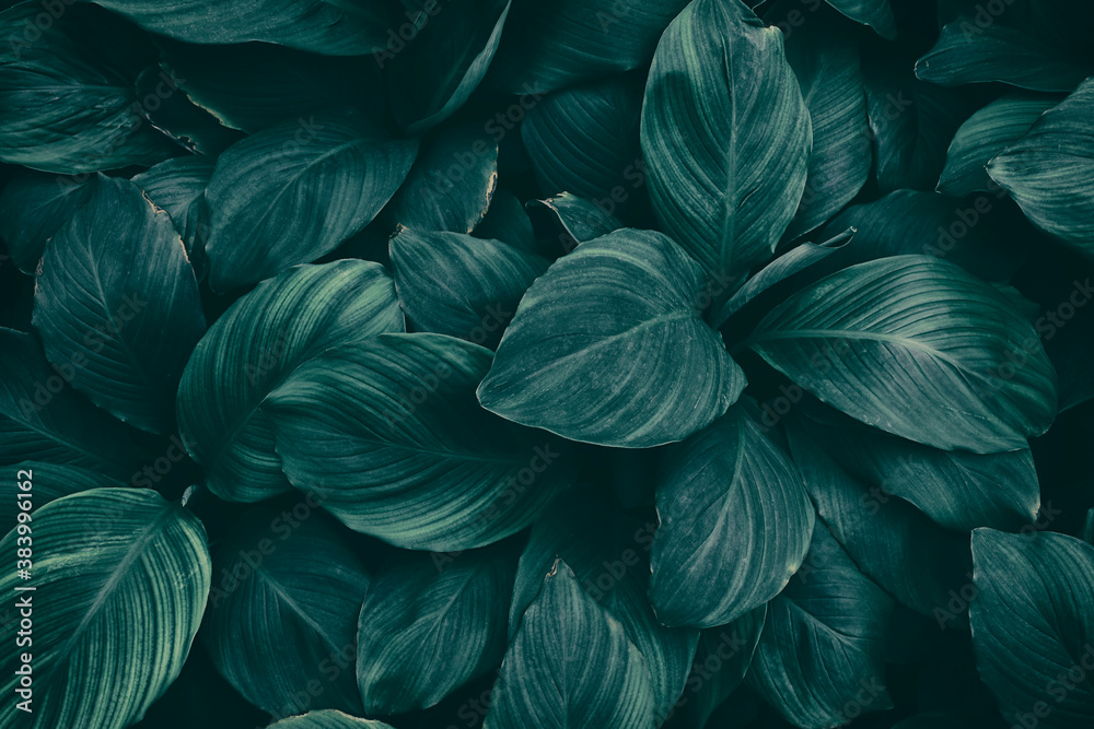 tropical leaves, dark blue foliage nature background, toned process.