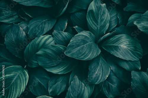 tropical leaves  dark blue foliage nature background  toned process.