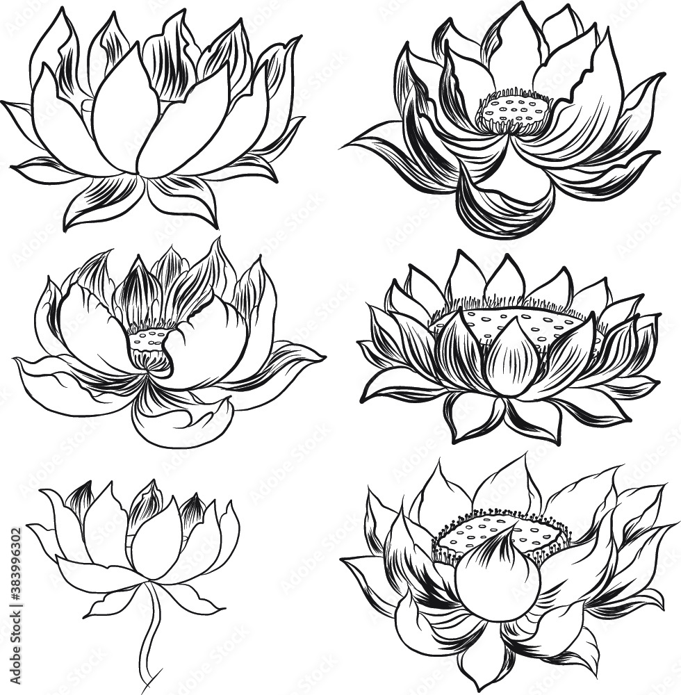 Buddha's flower.Hand drawn Lotus flower isolate on white background. Thai flower and Budhism symbol. Buddha's flower.Hand drawn Lotus flower isolate on white background. Thai flower and Budhism symbol.