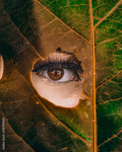 olhos castanhos pelo buraco da folha photo