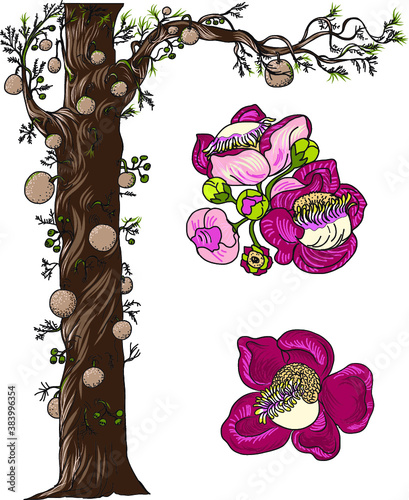 Hand drawn Sal tree isolate vector,cannonball tree tropical flowers in blossom on a branch,Tree of Buddha born