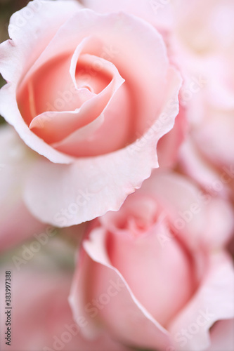 ピンクのバラ