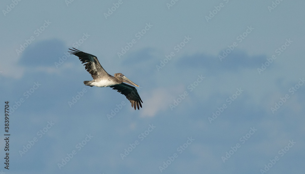 Obraz premium Pelican