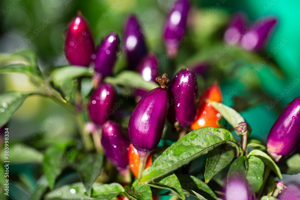 Beautiful nature background with colorful and very hot peppers. Plant is in droplets of water after rain, close-up macro Beautiful nature background with colorful and very hot peppers. Plant is in droplets of water after rain, close-up macro