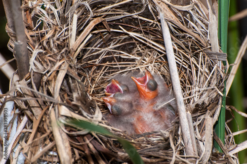 Three Red-winged blackbird hatchlings begging for food