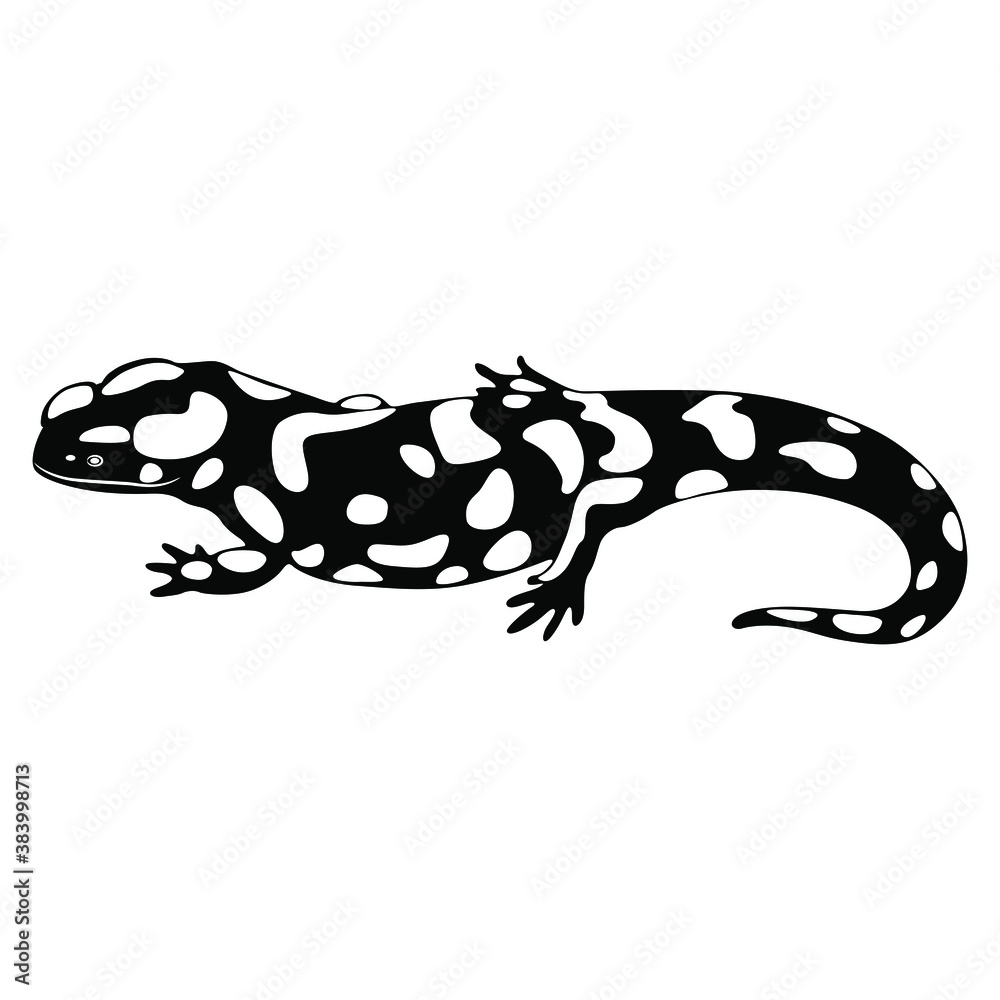 Fire Salamander. (Salamandra salamandra). Black and white silhouette. Stock  Vector | Adobe Stock