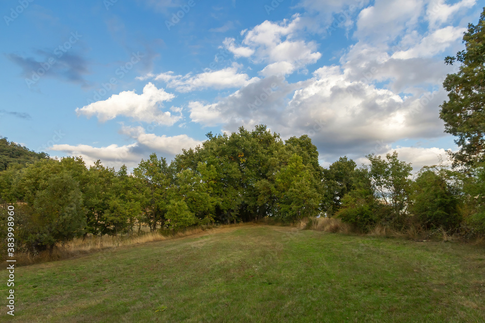 Green meadow surrounded by oak forest with blue sky and white clouds