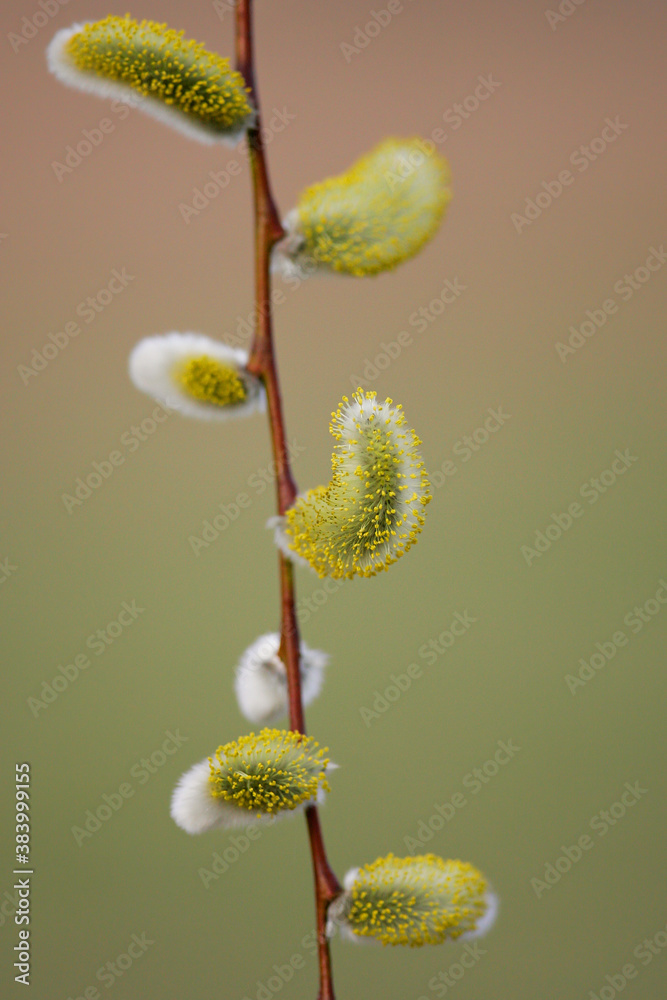 Willow Catkin (Salix spec.), branch with male catkins, Brandenburg, Germany Willow Catkin (Salix spec.), branch with male catkins, Brandenburg, Germany