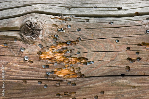 Wood with bullet marks