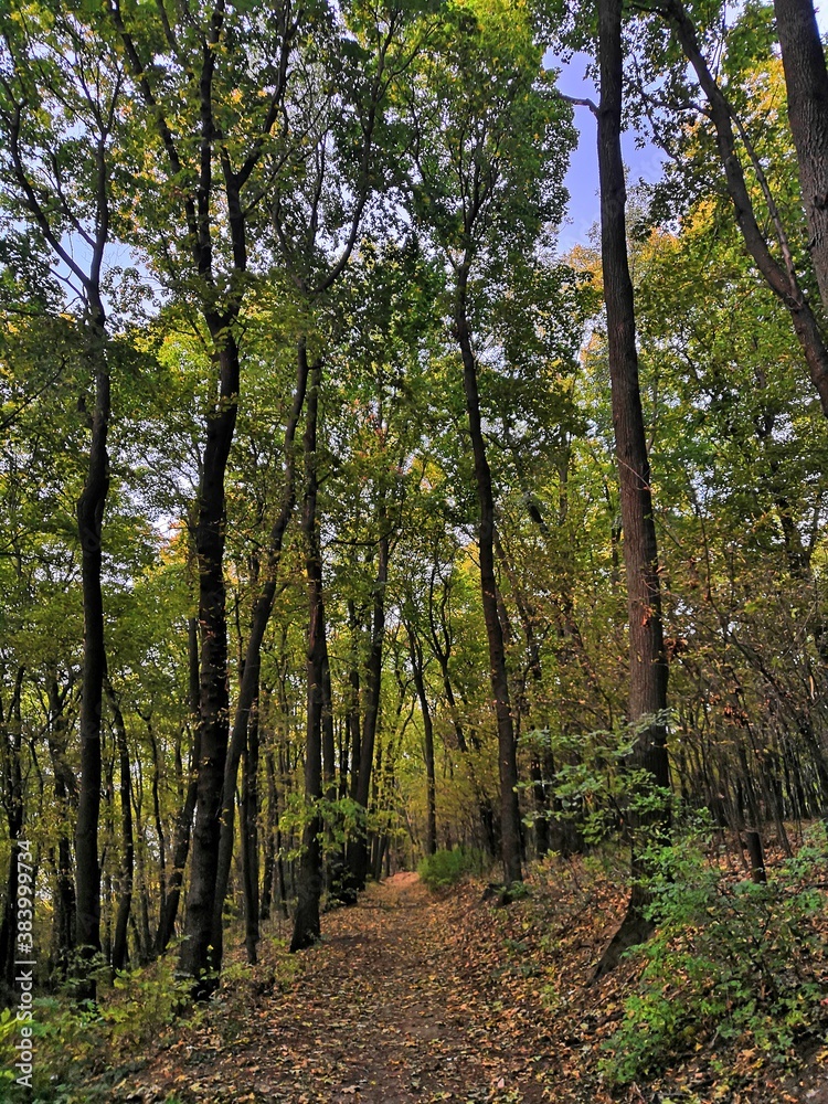 Obraz premium path in the woods