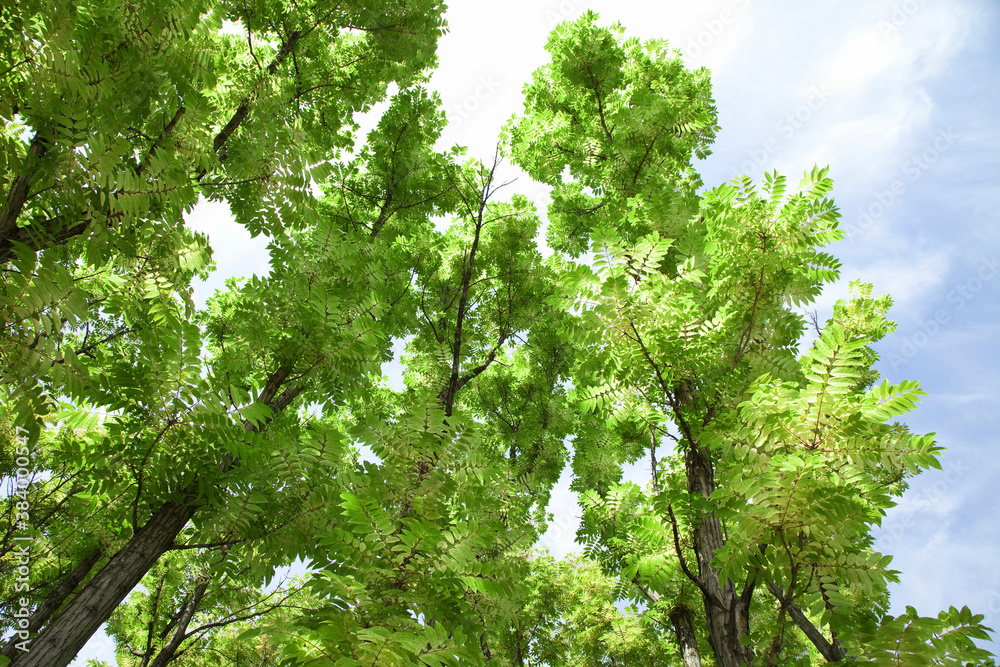 オーストラリアチャンチンの樹木