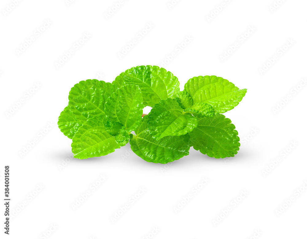 mint leaves isolated on white background. mint leaves isolated on white background.