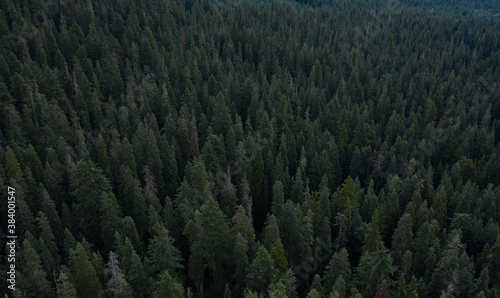 Pine forest aerial