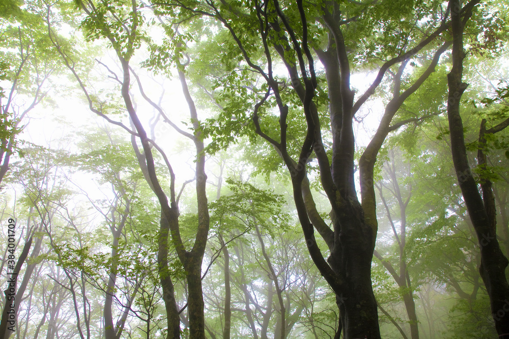 Fototapeta premium 雨上がりのブナ林