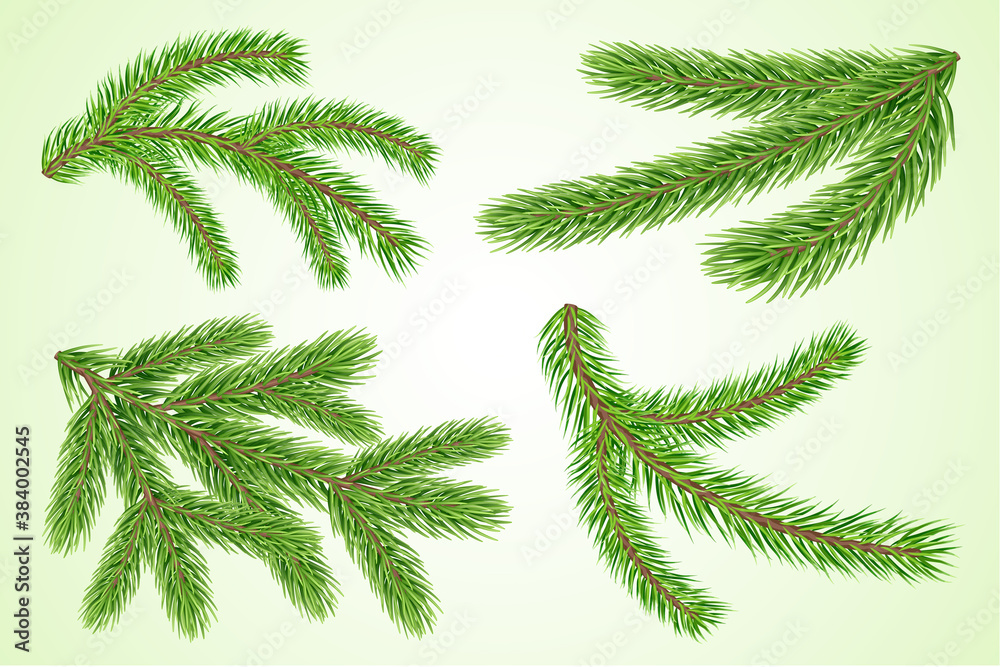 Fototapeta premium Set of fir or pine tree branches