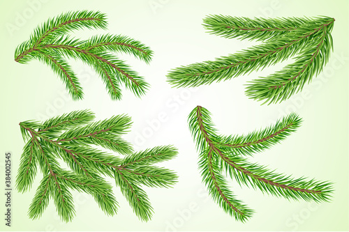 Set of fir or pine tree branches