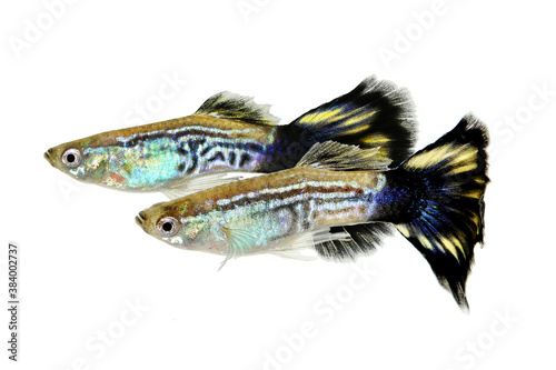 Cobra Guppy fish aquarium fish Poecilia reticulata colorful rainbow tropical