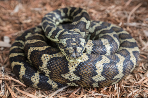 Australian Carpet Python curled up