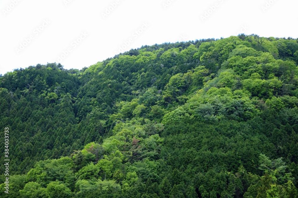 新緑の山 新緑の山