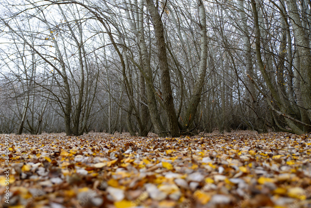 Autumn fall forest with dead leaves on the ground