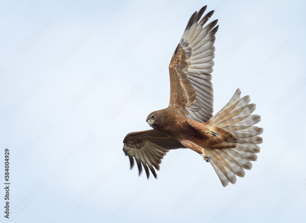 Obraz premium Wild hawk wings and tail feathers spread out New Zealand Kahu