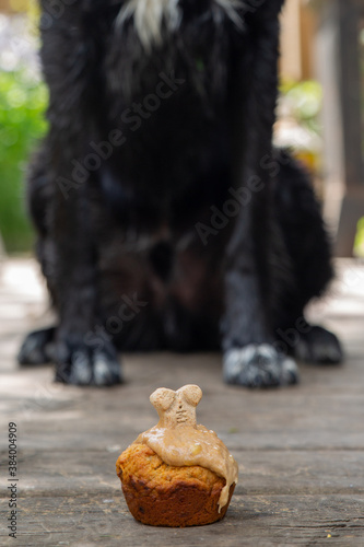 Pupcakes (cupcakes) for dogs photo