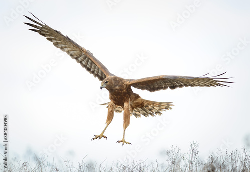Wild hawk landing New Zealand Kahu