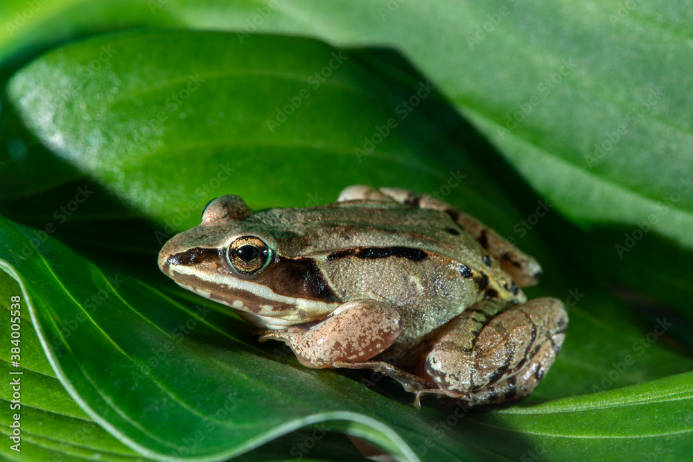 Wood frog sitting on a green leaf side view Wood frog sitting on a green leaf side view