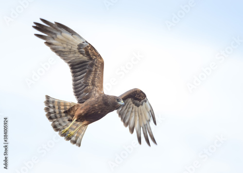 Wild hawk in flight with wings a tail feathers spread out