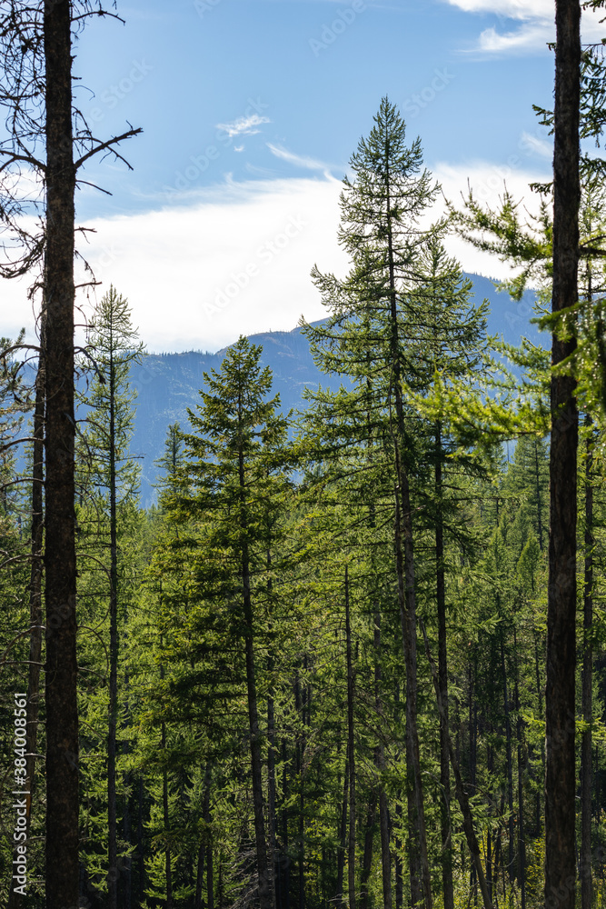 Tall Pine Trees in Front of Mountains in Glacier National Park