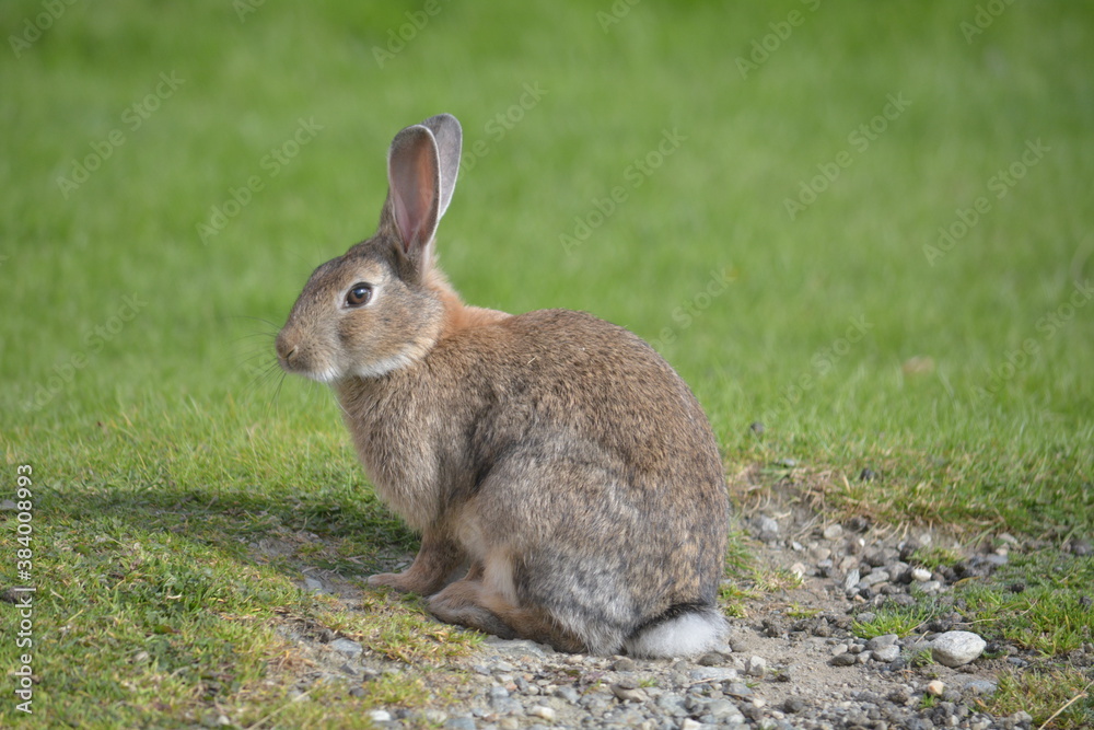 rabbit in the grass