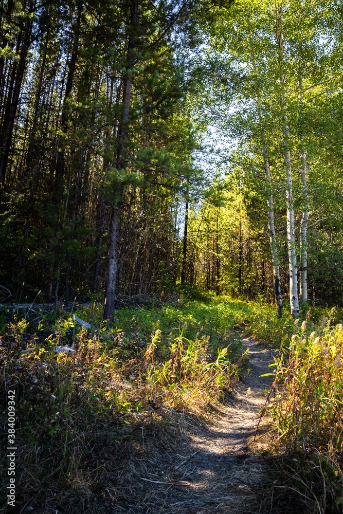 Fototapeta premium Footpath Through Aspen and Pine Trees in the Forests of Glacier National Park
