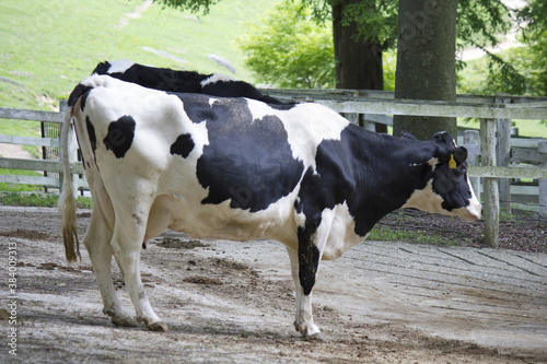 六甲牧場の乳牛 © Paylessimages
