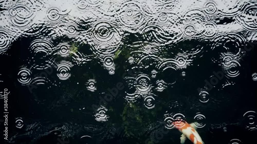 Koi fish swim in an artificial pond during the rain  in the garden